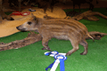 2009-cinghiale